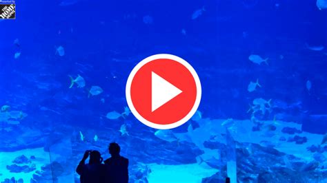 atlanta aquarium live cam